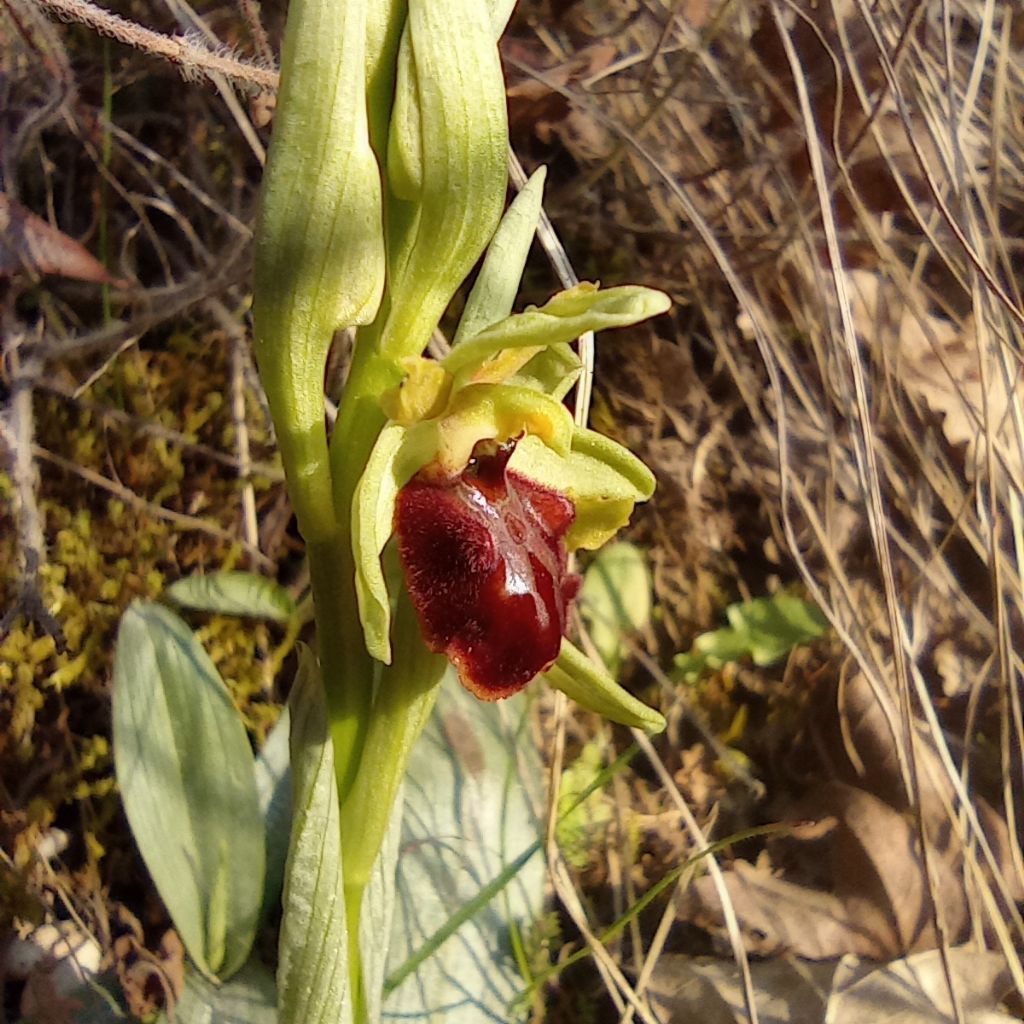 ophrys da identifcare